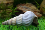 Brotia Herculea