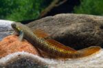 Stiphodon sp. - Image 2