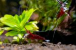 Cardinal Sulaweisi Shrimp / Caridina Dennerli - Image 4