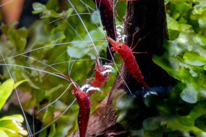 Cardinal Sulaweisi Shrimp / Caridina Dennerli - Image 3