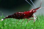 Cardinal Sulaweisi Shrimp / Caridina Dennerli
