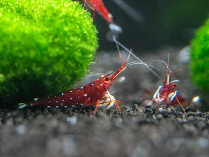 Cardinal Sulaweisi Shrimp / Caridina Dennerli - Image 5