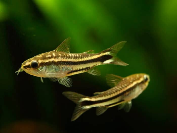 Corydoras pygmaeus - Image 3