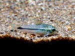 Corydoras pygmaeus - Image 2