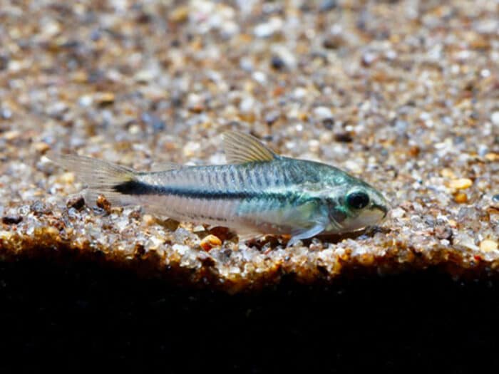 Corydoras pygmaeus - Image 2