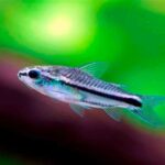 Corydoras pygmaeus