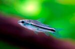 Corydoras pygmaeus