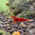 Yellow Cheek Sulawesi Shrimp / Caridina Spinata - Image 2