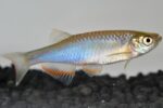 Danio albolineatus - Image 3