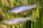 Danio albolineatus - Image 4