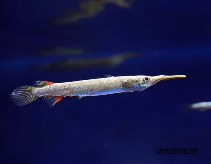 Dermogenys pusilla - Image 3