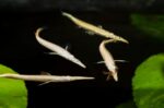 Dermogenys pusilla - Image 2