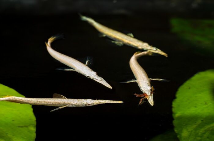 Dermogenys pusilla - Image 2