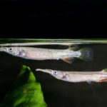 Dermogenys pusilla