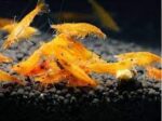 Neocaridina heteropoda var. "Orange Sakura" - Image 6
