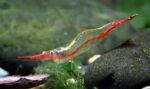 Caridina gracilirostr - Image 5