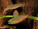 Iriatherina werneri - Image 3