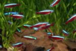 Paracheirodon axelrodi "Cardinal Tetra" - Image 3