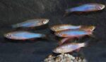Danio albolineatus - Image 2
