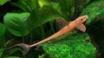 Rineloricaria sp. L11a "Red Lizard" - Image 5