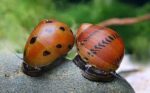 Neritina natalensis sp. "Red Spotted" - Image 3
