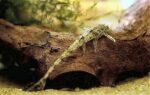 Rineloricaria parva - Image 5