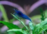 Neocaridina heteropoda var. "Blue Dream" - Image 2