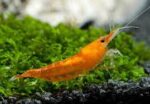Neocaridina heteropoda var. "Orange Sakura" - Image 5