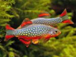 Danio margaritatus "Microrasbora Galaxy" - Image 4