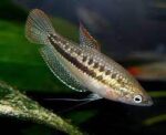 Trichopsis pumila - Image 6