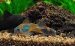Corydoras aeneus «Venezuela Orange» - Image 3