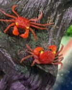 Geosesarma sp. Red Tomato - Image 6