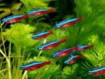 Paracheirodon axelrodi "Cardinal Tetra" - Image 2