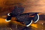 Ancistrus hoplogenys - Image 3