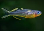 Pseudomugil furcatus - Image 6