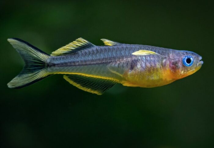 Pseudomugil furcatus - Image 6