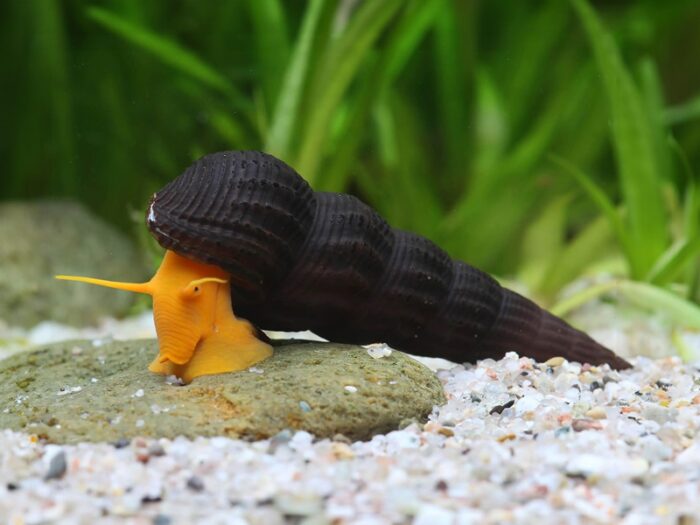 Tylomelania sp. Mix - Image 4