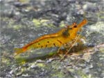 Golden Tiger Shrimp / Tangarine Tiger (Caridina)