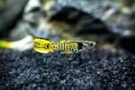 Poecilia wingei  "Tiger Endler Guppy " - Image 2