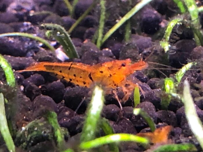 Golden Tiger Shrimp / Tangarine Tiger (Caridina) - Image 5