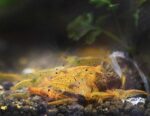 Golden Tiger Shrimp / Tangarine Tiger (Caridina) - Image 4