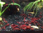 Neocaridina heteropoda "Bloody Mary" - Image 2