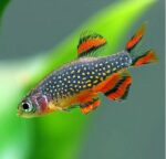 Danio margaritatus "Microrasbora Galaxy" - Image 3