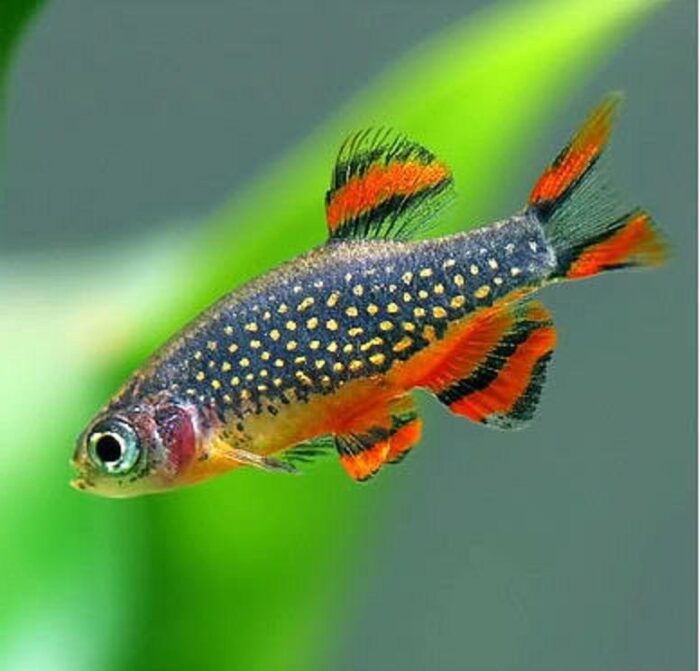 Danio margaritatus "Microrasbora Galaxy" - Image 3
