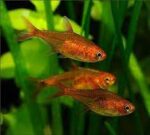 Hyphessobrycon amandae "Ember Tetra" - Image 3