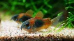 Corydoras aeneus «Venezuela Orange» - Image 2