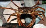 Parathelphusa Pantherina - Image 5