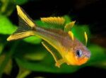 Pseudomugil furcatus - Image 5
