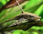 Sturisomatichthys panamense "Royal Whiptail" - Image 2