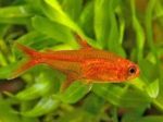 Hyphessobrycon amandae "Ember Tetra" - Image 2